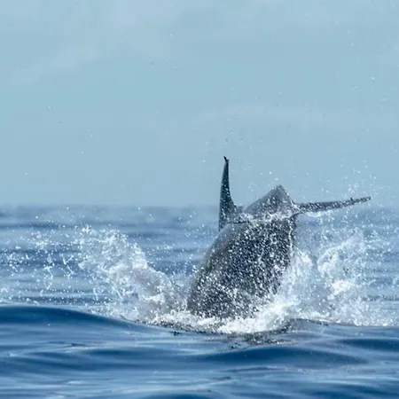 Piedras Buenavista Del Norte