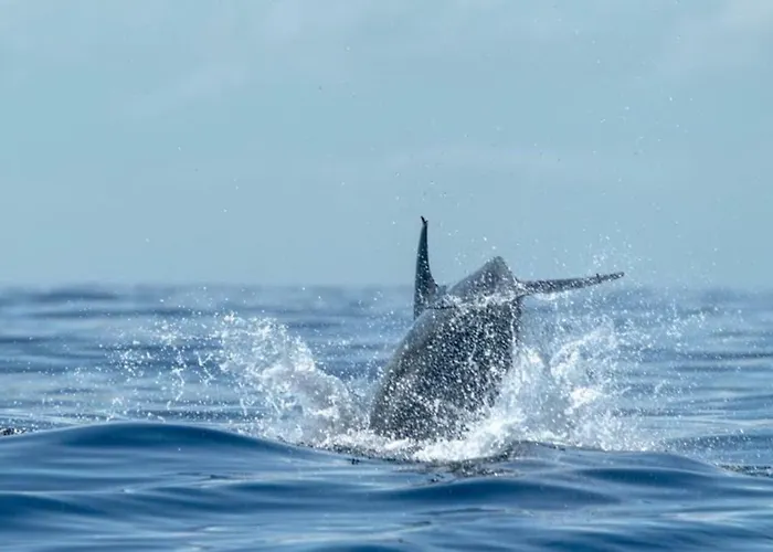 Piedras Buenavista Del Norte